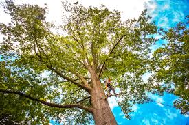 Best Tree Cabling and Bracing  in North Vacherie, LA