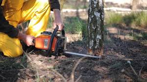 Best Tree Risk Assessment  in North Vacherie, LA