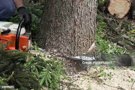 Best Palm Tree Trimming  in North Vacherie, LA