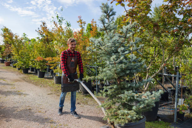 How Our Tree Care Process Works  in  North Vacherie, LA