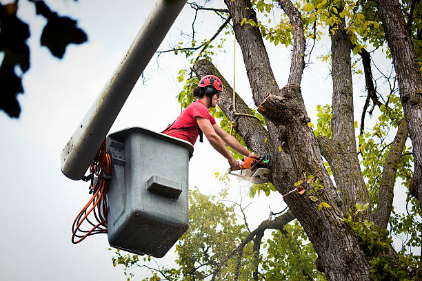 Best Emergency Tree Removal  in North Vacherie, LA